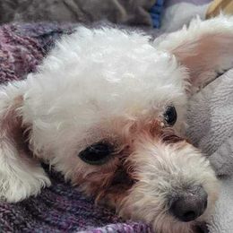 Poodles from Ffynnet Farms Poodles