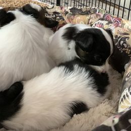Papillon Puppies from Azure Papillons
