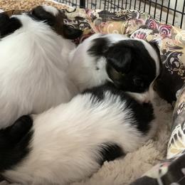 Papillon Puppies from Azure Papillons