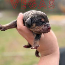 Vegas - Blue female Catahoula Leopard Dog puppy in Okeechobee, Florida from Lazy 44 Catahoulas