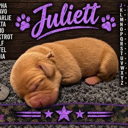Juliett - Yellow female Labrador Retriever puppy in Hartly, Delaware from Triple Threat Labradors