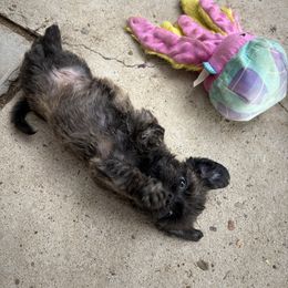 Girl 1 - Tri-color female Cavapoo puppy in Albuquerque, New Mexico from Enchantment Cavapoo & Pugapoo Puppies