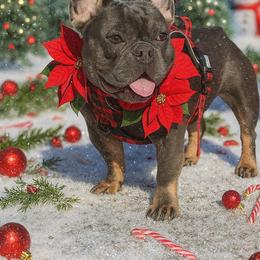 Tank - French Bulldog