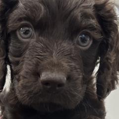 Boykin Spaniels from Sliding Creek Retrievers