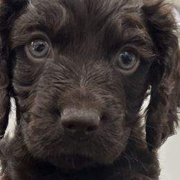 Boykin Spaniels from Sliding Creek Retrievers