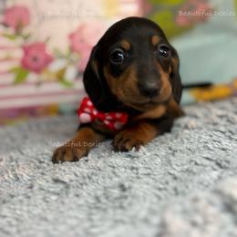 DiamondBacks - Black and tan female Dachshund puppy in Washington from Beautiful Doxies