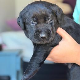 Yellow Collar - Black male Labrador Retriever puppy in Archer Lodge, North Carolina from Archer Lodge Labradors