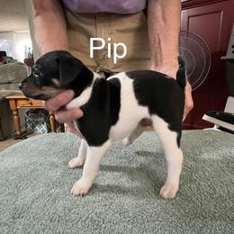 Pip - White black and tan male Rat Terrier puppy in Gonzales, Texas from Sunshine Deckers
