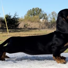 Dachshund Puppies from Little Legs Miniature Dachshunds