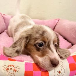 Jasmine - Dapple female Dachshund puppy in Magnolia, Texas from Carrie’s Countryside Dachshunds