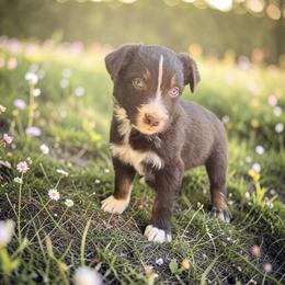 Tempo - Red tri-color male Australian Shepherd puppy in Statesville, North Carolina from Charming Australian Shepherds
