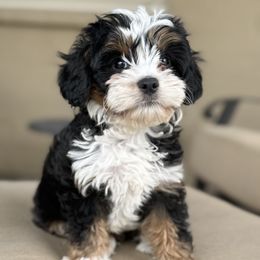 Cavapoo Puppies from AZ Cavapoos
