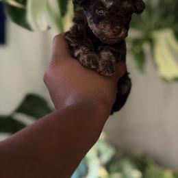 Acorn - Phantom male Poodle puppy in Kissimmee, Florida from Unique Poodles