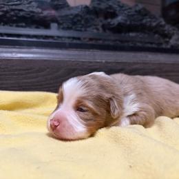 Griselda - Red merle female Miniature American Shepherd puppy in Terryville, Connecticut from Spirited Aussies