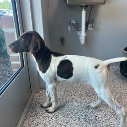 Liver Girl 8759 - Liver and white female German Shorthaired Pointer puppy in Spring Hope, North Carolina from Hogan’s Lowrider Hounds
