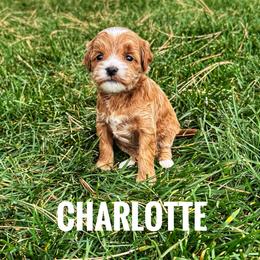 Charlotte - Red  female Goldendoodle puppy in Bountiful, Utah from Red Brick Doodles