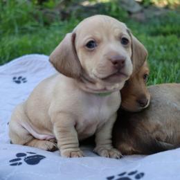 Snickers (light green collar) - Cream male Dachshund puppy in Prospect, Oregon from Spunky Sausage Pups