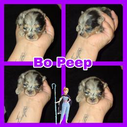 Bo Peep - Blue merle female Pomeranian puppy in Buckeye, Arizona from BL Poms Heaven