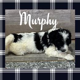 Murphy (Grey1) - Parti male Goldendoodle puppy in Ankeny, Iowa from Iowadoodles2love