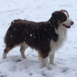 Chopper - Miniature American Shepherd