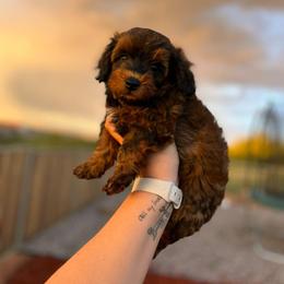 Aussiedoodle and Goldendoodle Puppies from Ever After Doodles Arizona