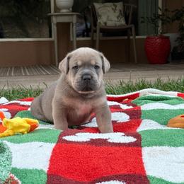Slate - Gray and fawn male Cane Corso puppy in Utah from 3Lake Kennelz