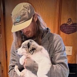 Australian Shepherd Puppies from Discovery Hill Australian Shepherds