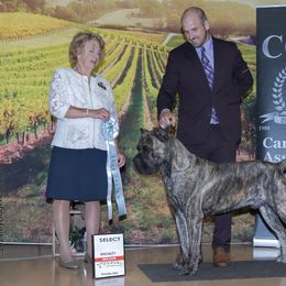 Cane Corso Puppies from Lionheart Cane Corso