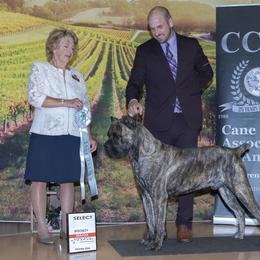 Cane Corso Puppies from Lionheart Cane Corso