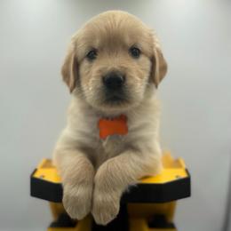 (Orange collar) - Golden male Golden Retriever puppy in Tyler, Texas from Cedar Hollow Retrievers