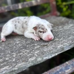 Boy 6 - red merle - Red merle male Border Collie puppy in Minden, Iowa from Rocking N Registered Border Collies & Labradors