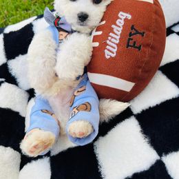 Snuggles - White male Maltipoo puppy in Sugar Land, Texas from Celebrity Maltipoos