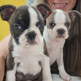 Boy 4 - Red male Boston Terrier puppy in Sulphur Springs, Texas from B&B Bostons