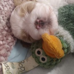 Maltese, Maltipoo, and Poodle Puppies from MountCarmelPuppies
