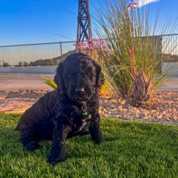Honor - female Newfypoo puppy in California from Diaz Family Acres Doodles
