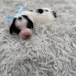 Cotton - Piebald male Dachshund puppy in Jena, Louisiana from Greens Creek Kennel