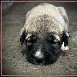 Red - Fawn female Anatolian Shepherd Dog puppy in Clark, Wyoming from Fyne Acres