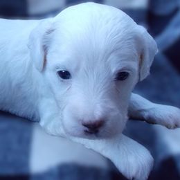 Ivy - Goldendoodle puppy from Shelby Doodles