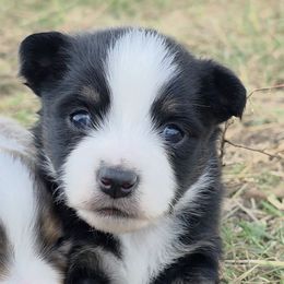 Hayden - Black tri male Miniature American Shepherd puppy in Leonard, Texas from Tin Roof Aussies