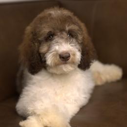Bernedoodle and Cavapoo Puppies from Dulcito Doodles