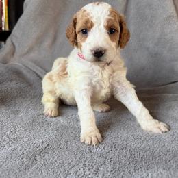 Nutmeg (pink collar) - Parti female Goldendoodle puppy in Lowville, New York from Adirondack Goldendoodles
