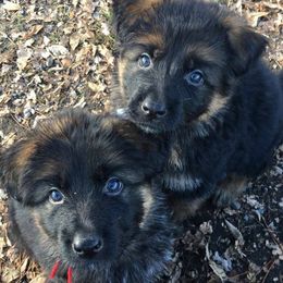 German Shepherd Puppies from Morgen Haus Shepherds