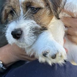 Domino - Tri-color male Russell Terrier puppy in Palm Desert, California from Cherie's Russell Terriers