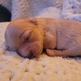 Havapoo Puppies from Little Wyo Doodles