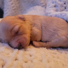 Havapoo Puppies from Little Wyo Doodles