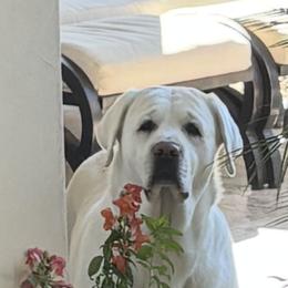 Labrador Retriever All Grown Up from Kylie's White Labradors of Scottsdale