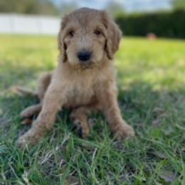Goldendoodle Puppies from Da Ruba Doodles