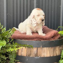 Yellow Collar Female - Mahogany and white female Basset Hound puppy in Manchester, Tennessee from Middle TN Leopard Catahoulas and Middle TN Bassett Hounds