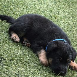German Shepherd Puppies from AB_Elite_GSD