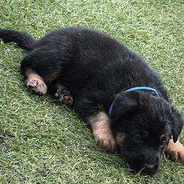 German Shepherd Puppies from AB_Elite_GSD